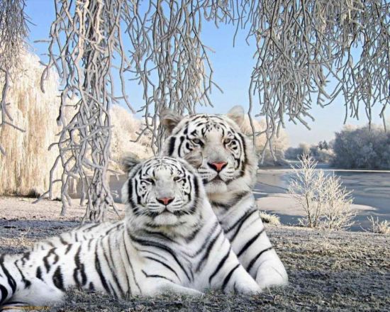 Белый бенгальский тигр (36 фото)