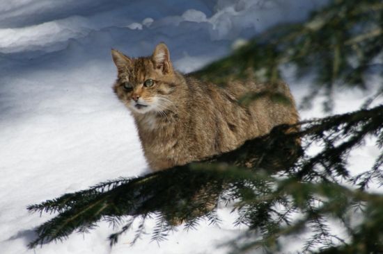 Русский лесной кот (30 фото)