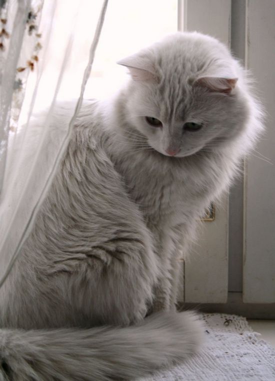 Серо белый кот (32 фото)