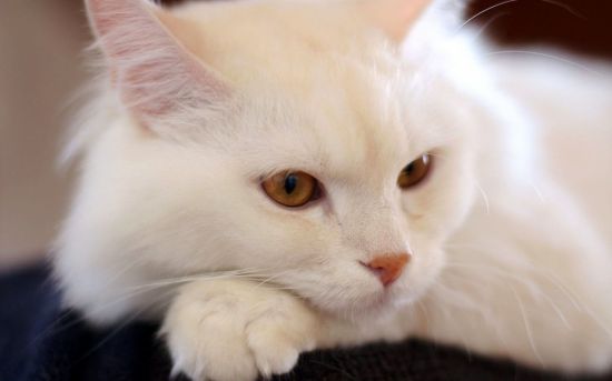 Породы белых кошек (31 фото)