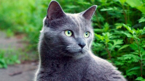 Русско голубая кошка (40 фото)