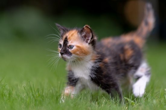 Трехцветный котенок (38 фото)