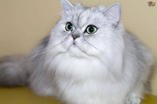 Сибирская шиншилла кошка (33 фото)