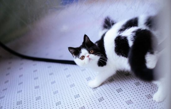 Черно белая кошка порода (29 фото)