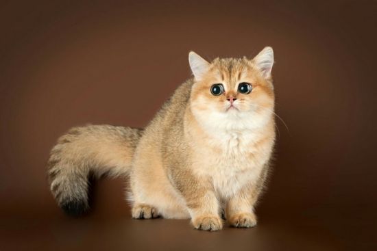 Британский кот золотая шиншилла (28 фото)