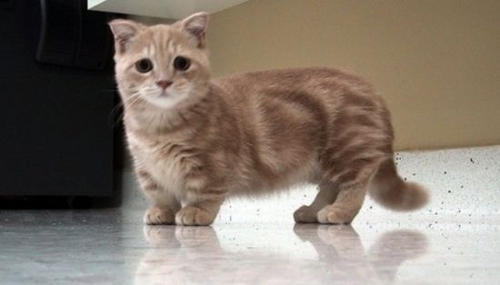 Карликовые породы кошек (32 фото)