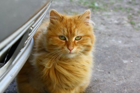Рыжий пушистый кот (30 фото)
