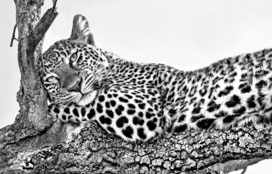 Кошка леопард (38 фото)