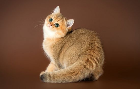 Британский золотой кот (31 фото)