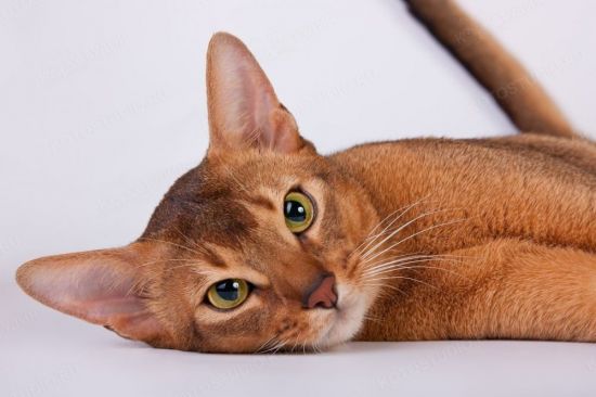 Чаузи кошка (40 фото)