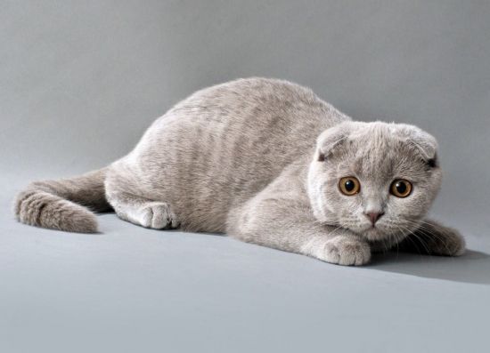 Скотишфолд кошка (37 фото)
