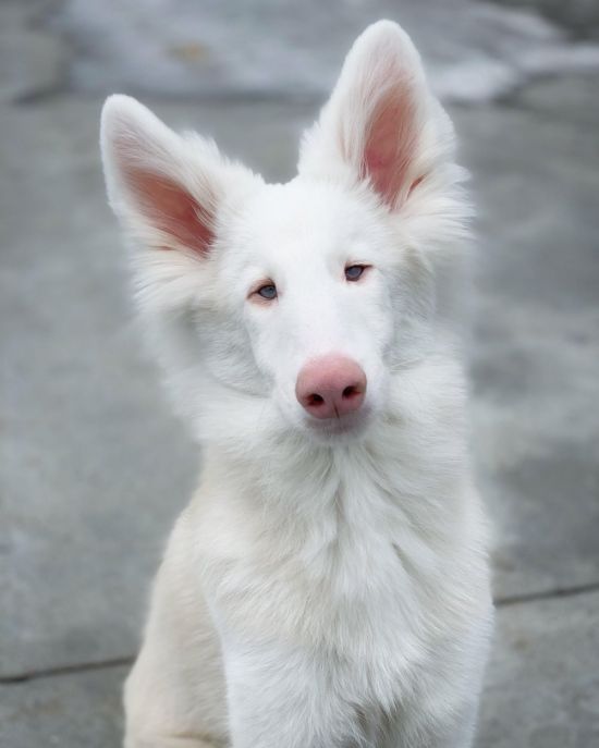 Собака альбинос (38 фото)