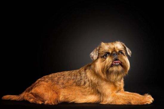Брюссельский гриффон собака (40 фото)