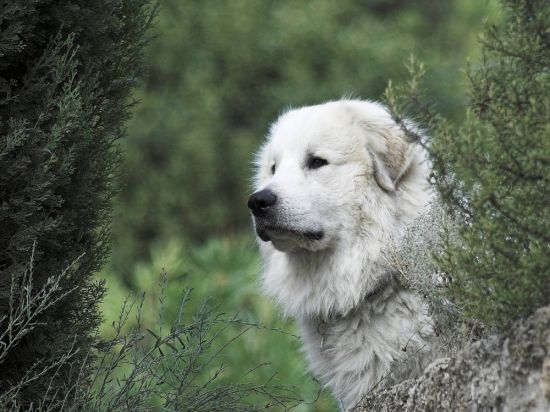 Пиренейская горная собака (31 фото)