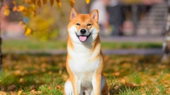 Японская собака сиба ину (39 фото)