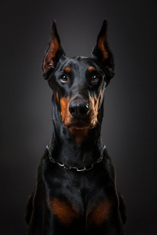 Черная собака (34 фото)
