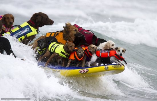 Собаки спасатели (31 фото)