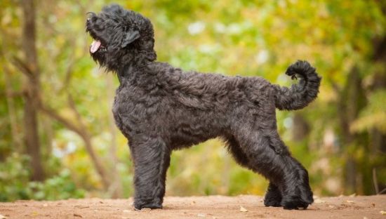 Большая черная кудрявая собака (19 фото)