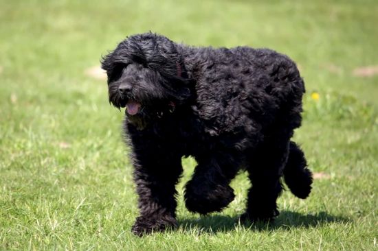 Черная кудрявая собака (32 фото)