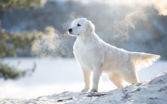 Большая белая собака (36 фото)