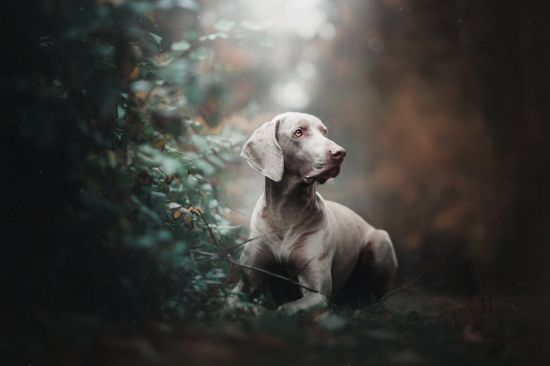 Порода собак веймаранер (37 фото)