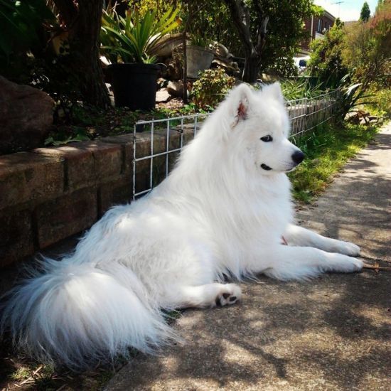Большая белая пушистая собака порода (39 фото)
