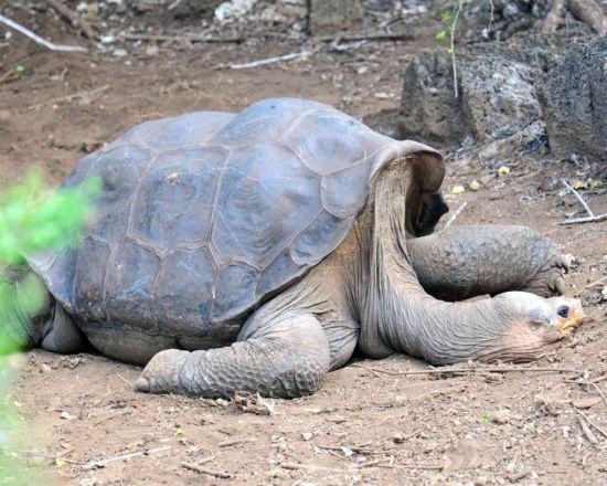 Абингдонская слоновая черепаха (41 фото)