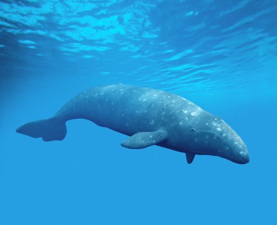 Серый кит (38 фото)