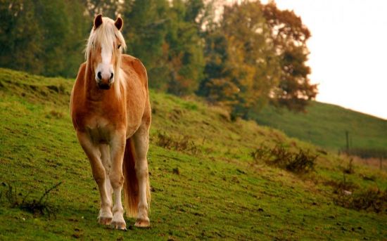 Хафлингер лошадь (33 фото)
