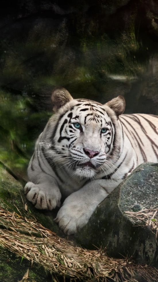 Бенгальские тигры (37 фото)