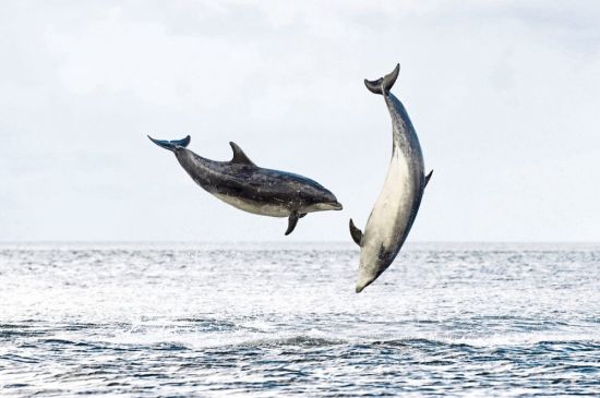 Азовский дельфин (29 фото)