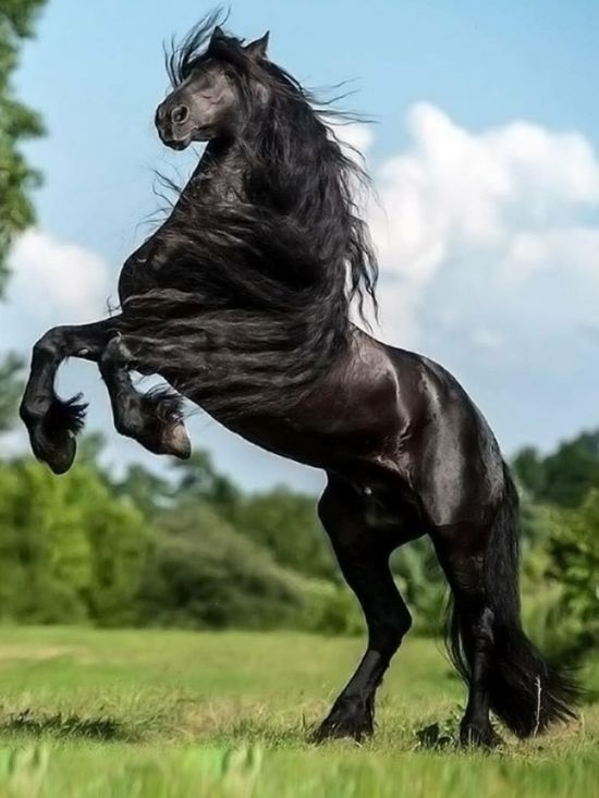Черная лошадь (39 фото)
