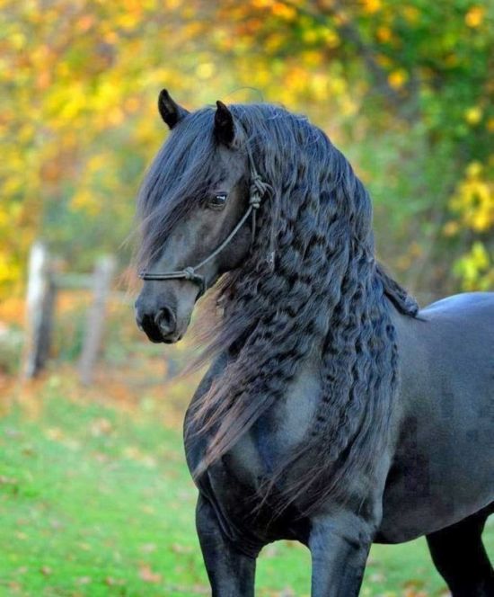 Фризская лошадь (34 фото)