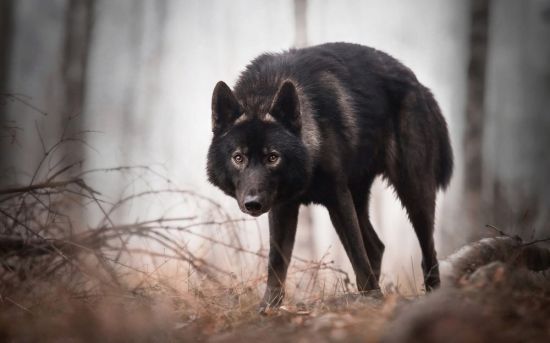 Канадский волк (32 фото)