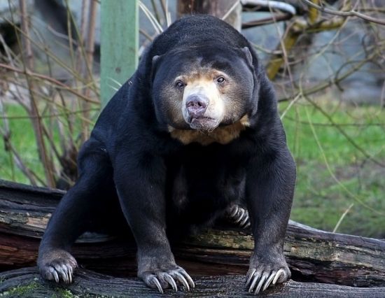 Малазийский медведь (39 фото)