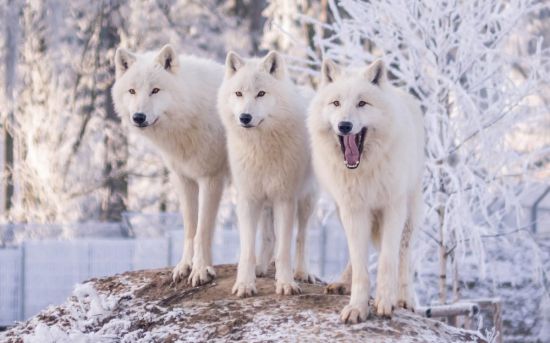 Белый волк (39 фото)