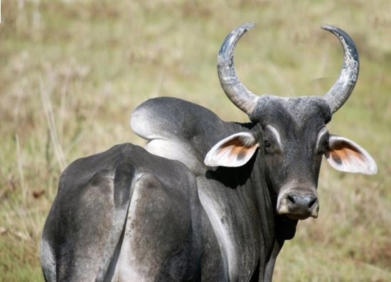 Корова зебу (33 фото)
