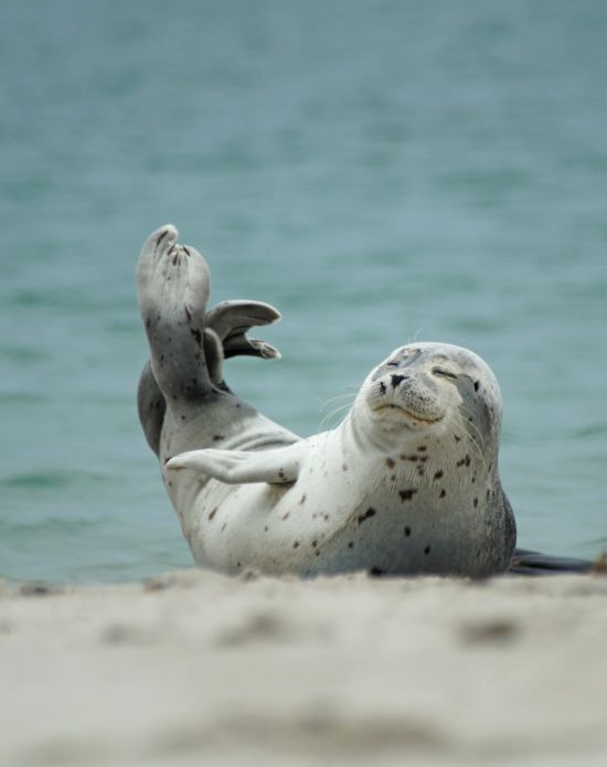 Морской тюлень (36 фото)
