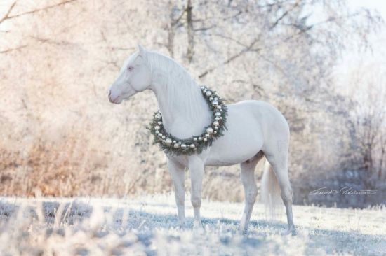 Лошадь альбинос (40 фото)