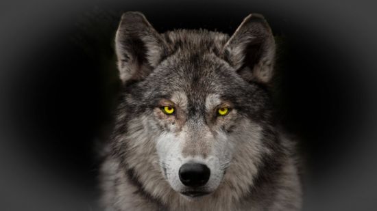 Земляной волк (37 фото)