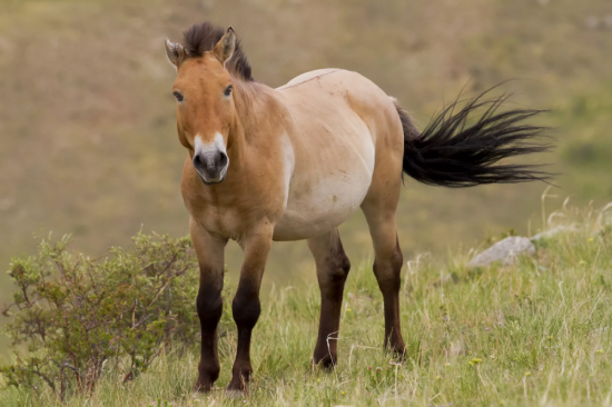 Лошадь пржевальского (36 фото)