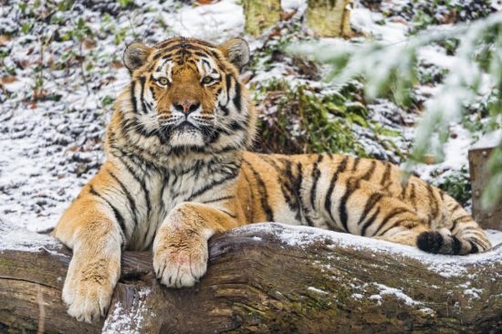 Сибирские тигры (35 фото)