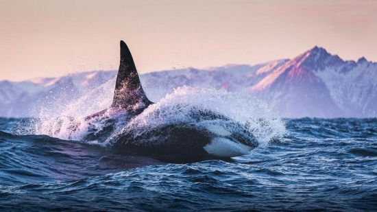 Камчатка киты (37 фото)