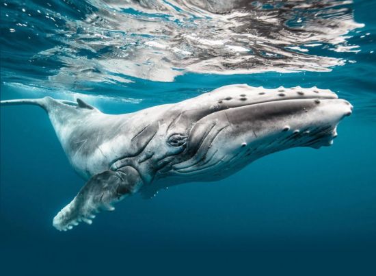 Белый кит (29 фото)