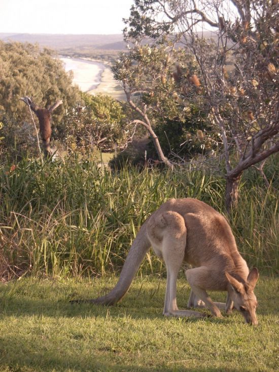 Сахалин кенгуру (35 фото)