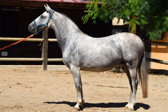 Андалузская лошадь (39 фото)