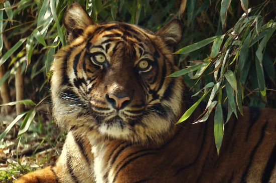 Суматранский тигр (37 фото)