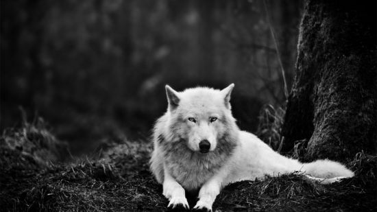 Рыжий волк (36 фото)