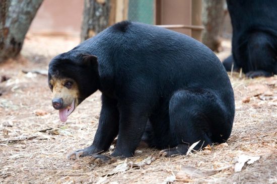 Малайский медведь (33 фото)