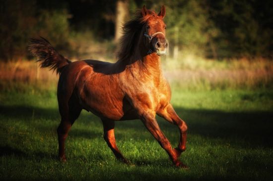 Красная лошадь (36 фото)